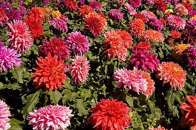 EA痛失蓝黑军 《eFootball》与国际米兰签下独占协议